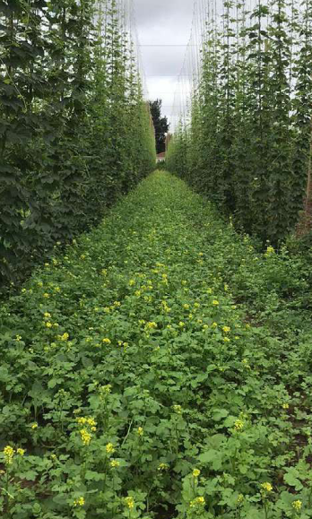 production bière en Normandie Création d’’une culture de houblon Bio en permaculture